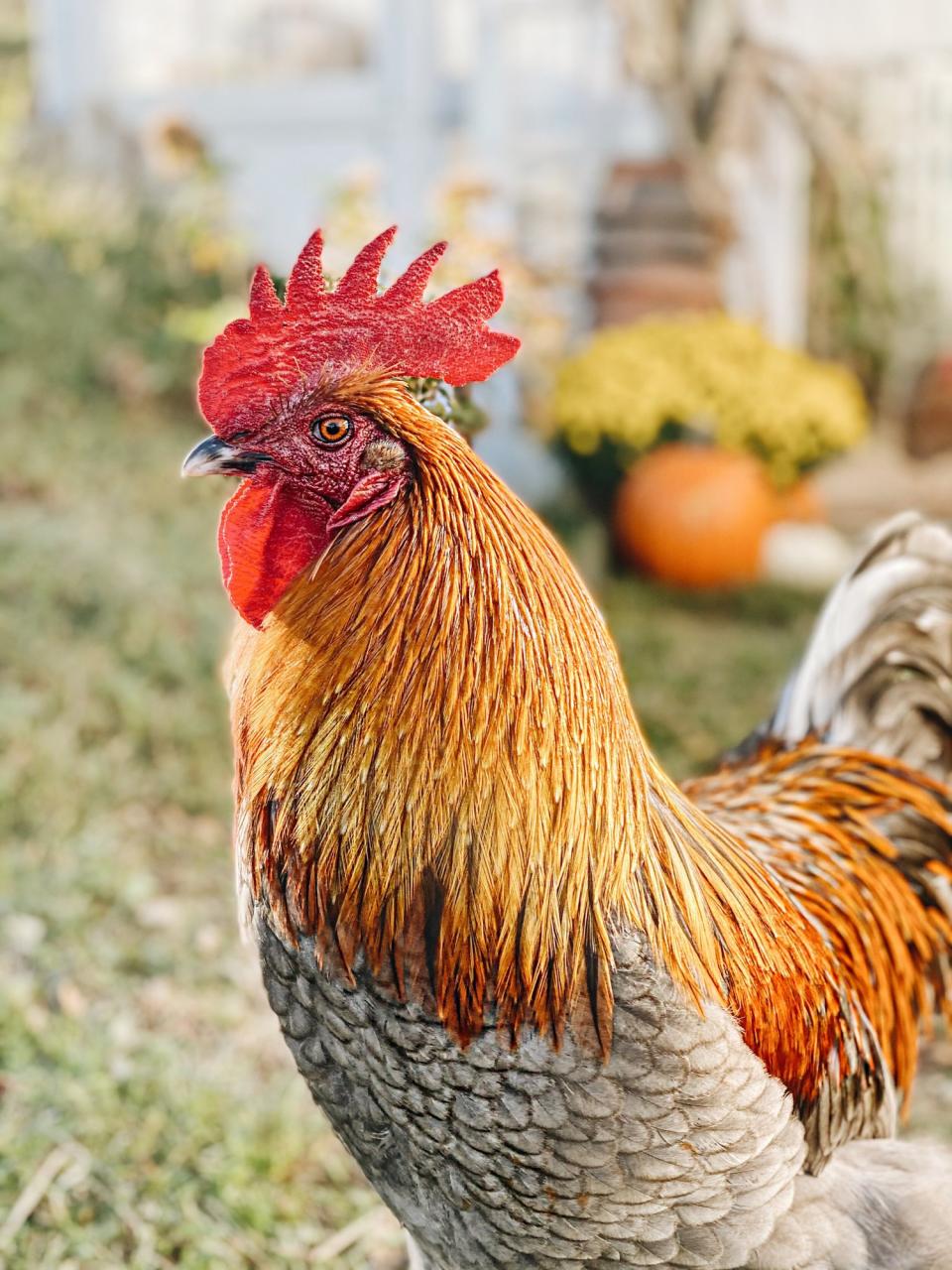 the rooster food and drink photos the rooster food and drink photos